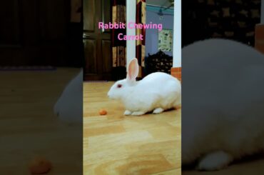Adorable Bunny Munching on a Crunchy Carrot! #rabbit #cute #bunny #animals #pets