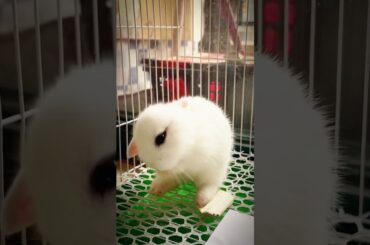 A clean-loving little white rabbit so cute rabbit #bunny #rabbit #cute #animals #petsvlog