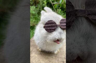 Cute Bunny APT #apt #bunny #cuterabbit #rabbit #cute #cuteanimals #animals