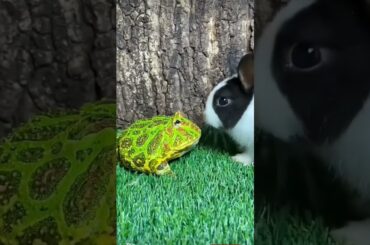 Rabbit vs Frog #rabbit #cutebunny #pets #frog