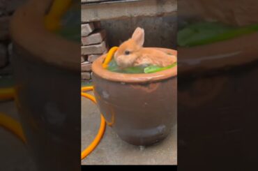 Cute Rabbits #song #cuterabbit #labubu #ukelele #rabbits #rabbitlove #rabbitrescue