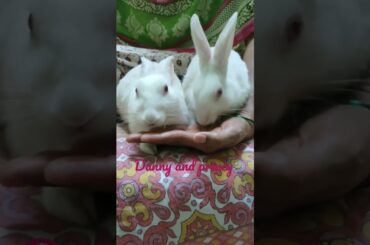 Danny and Princy my cute bunny #petbunny #rabbit #birthdayparty