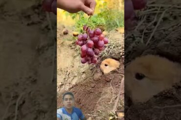 Bunny wants to eat grapes #bunny #rabbit #animals #pets #cute #cutebunny #bunnylife