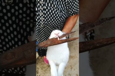 Super cute rabbit teeth cutting | rabbit teeth overgrown | Rabbit's teeth are too long #rabbit