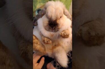 Ich vermisse dieses Lied wieder. #cute #rabbit #kaninchen #shorts