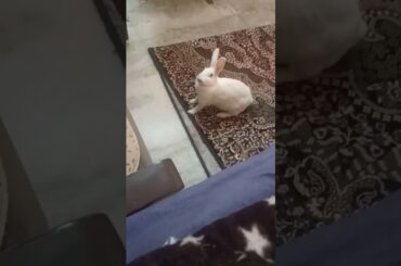 Cute bunny #viral #trending #video