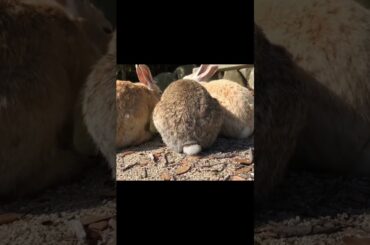 Super cute and adorable rabbit | Cute bunny Part30