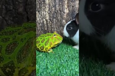 Cute rabbit, startled me