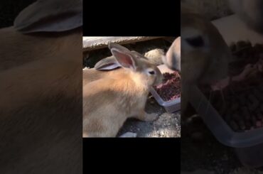 Super cute and adorable rabbit | Cute bunny Part33