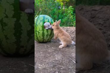 #rabbit #petrabbit #cute #bunny #animals #pets #bullcalf #farmanimal #cattlefarm #calf