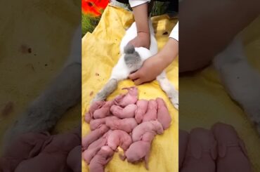 Rabbit Growth - Baby BUNNY 1 To 17 Days #bunny #rabbit