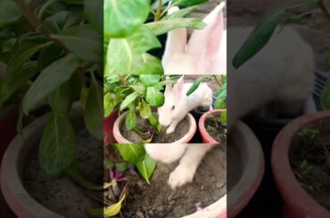 Rabbits Plaing #rabbit food #beautyideas #shortsfeed #cute #bunny #pets #funny #youtubeshorts #short