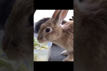 Super cute and adorable rabbit | Cute bunny Part35