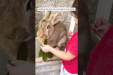 The girl found abandoned bunny and became her mom