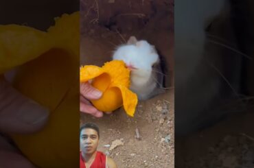 This bunny wants some mango #bunny #rabbit #cute #pets #petbunny #cutebunny #bunnylife #rabbitry