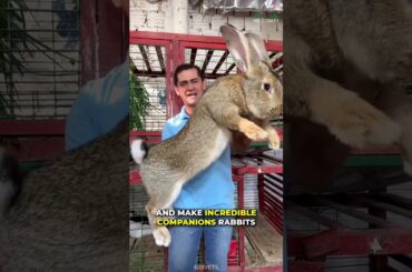 What Makes Rabbit A Great Pet