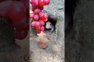 OMG! Cute Bunny Rabbit #animals #bunny #rabbit #pets