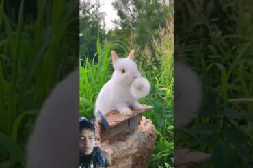 Cute Rabbit enjoys eating flower #rabbit #cute #bunny #animals #pets #pet #petbunny #petrabbit