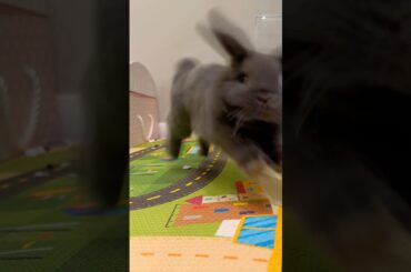 Baby bunny #shorts #cute #cuteanimals