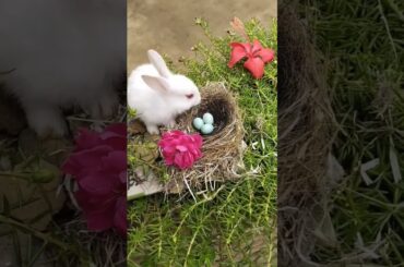 cute #rabbit #mammal #animal #cute #mammot #cutepet #rabbite #bunny #rabits #pet 3