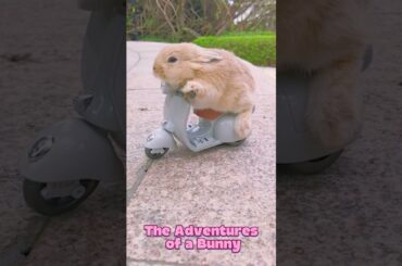 Funny Rabbit Episode 1 #shorts