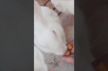 asmr Eating #rabbit food #beautyideas #shortsfeed #cute #bunny #pets #funny #youtubeshorts #short