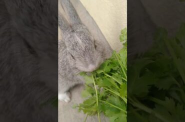 Bunnies are Funnier Than You (and Science Proves It)