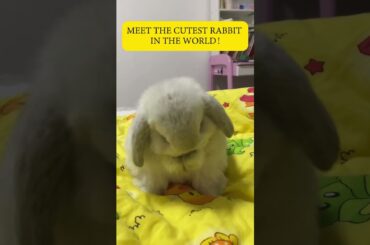 Cutest Rabbit #shorts #pets #funny #funnyvideo #animals #baby #cute #shortvideo #short #shortsvideo