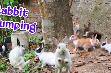 Baby Rabbit Learns To Jump | Cute Baby bunnies play hide-and-seek