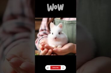 Beautiful Baby Rabbit #cutebaby #rabbit