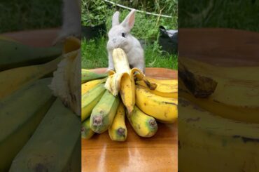 A cute bunny caught eating a banana #pets #animals #rabbiteating #rabbit #cuteanimals #petrabbit