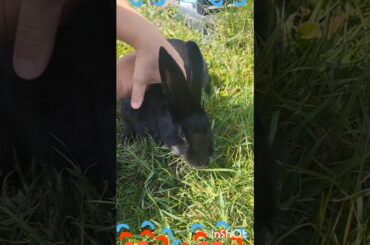 Bunny Care Secrets!!#Shorts #Shortvideo #Viral #Viralvideo #Short