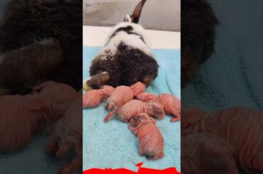 Rabbit Baby  - Cute BUNNY 1 Day To 19 Days Growth #bunny #shorts