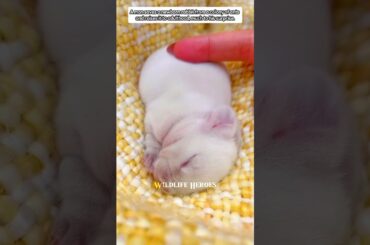 baby rabbits #bunny #babybunny #short