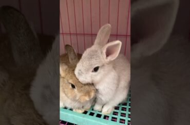 Two cute bunnies taking a bath  #bunny #rabbit #cute #pets #cuteanimals