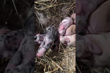 Glossy Baby Bunnies #rabbit #farmliving #bunnylife #satin #babybunny #babyrabbit #rabbitry #rabbits