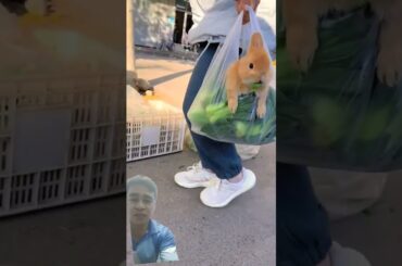 This bunny eats what she buys #bunny #rabbit #pets #cute #bunnylife #funnybunny #cutebunny #rabbitry