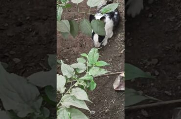 "Cute rabbit enjoy its favorite meal"#shorts