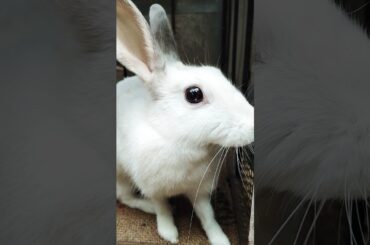 Fanny Rebbit,Rabbit Growth - Baby Animals 1 To 16 Days #ABSHORTCLUB722