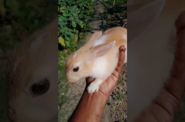 Cute rabbit baby#rabbit#animals