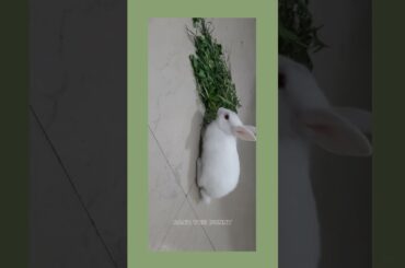 Cute rabbit videos | #pets  |Dash The Bunny