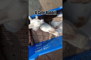 4 Cute Rabbit #rabbit #petrabbit #cute #houserabbit #animals #pets #rabbitfood #rabbiteating