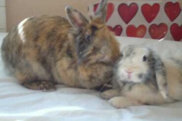 Cute Bunny Rabbit Video