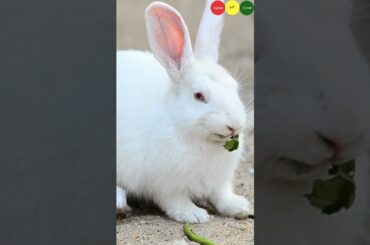 Cute funny bunny video | comedy shorts #viralvideo #trending #shorts  @RabbitFunCorner