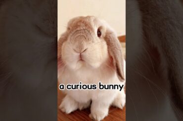 cute bunny #rabbit #shorts