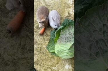 Two cute bunnies munching on cabbage and carrot #rabbiteating #bunny #cute #rabbit #bunnyeating