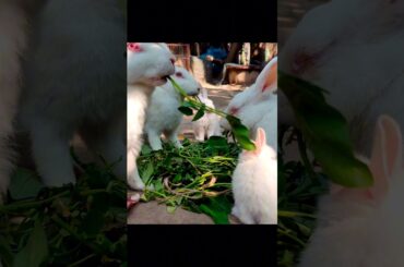 A group of cute rabbit's eat vegetable's . #rabbit #shorts #vegetables #rabbits #rabbitfarming