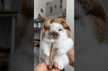 MR MUSTACHE #bunnylife #animal #bunny #rabbit #cute #pets #petbunny #cutebunny