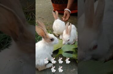 So Cute 3 Rabbit #rabbit #cute #houserabbit #rabbiteating #animals