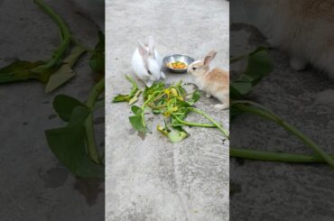 Rabbit #bunny #pets #cute #shortsviral #animals #cuterabbit